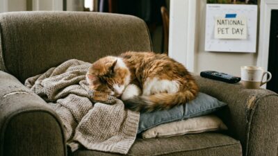 Image for: Happy National Pet Day, Maple